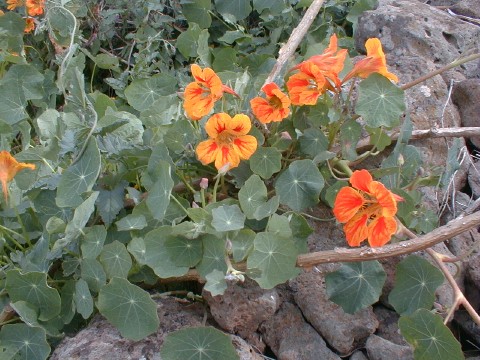 Tropaeolum
            majus