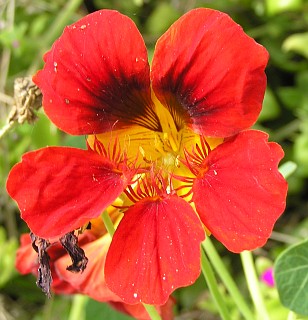Flor de Tropaeolum majus