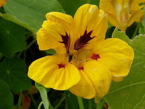 Tropaeolum majus