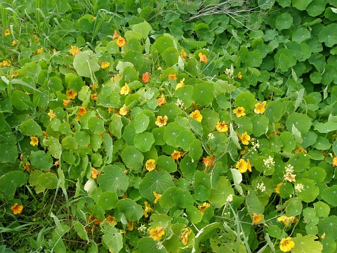 Tropaeolum majus