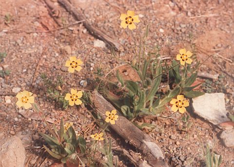 Tuberaria guttata