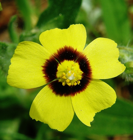 Tuberaria guttata