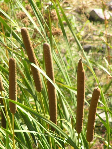 Typha domingensis