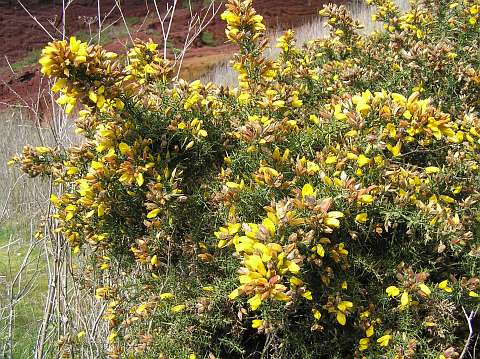 Ulex europaeus