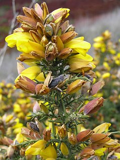 Ulex europaeus