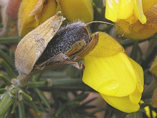 Flor y fruto de Ulex europaeus