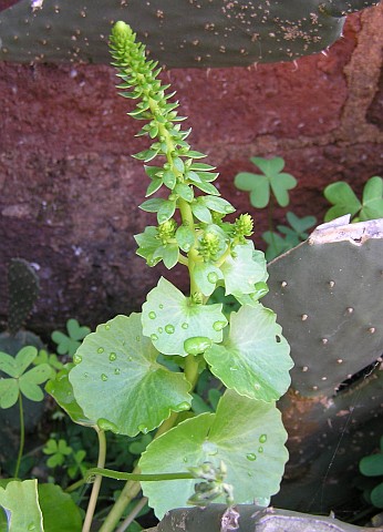 Umbilicus gaditanus