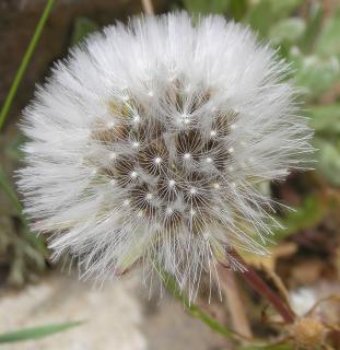 Vilanos de Urospermum picroides