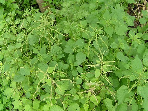 Urtica stachyoides