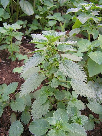 Urtica urens