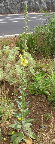 Verbascum virgatum