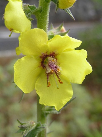 Verbascum virgatum