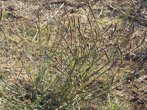 Verbena officinalis