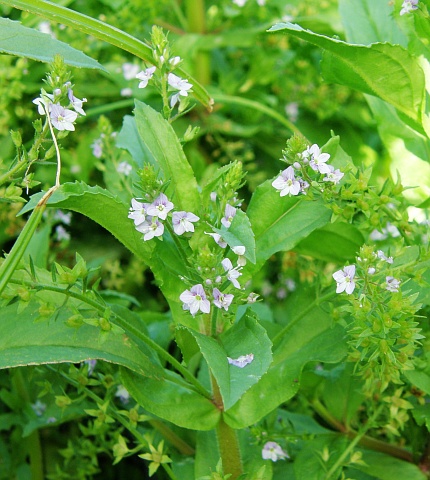 Veronica anagallis-aquatica