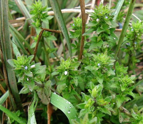 Veronica arvensis