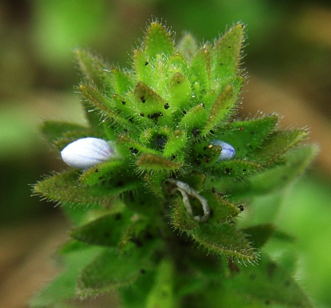 Veronica arvensis