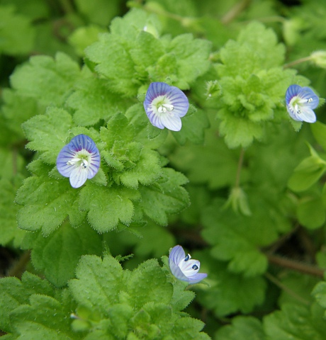 Veronica persica