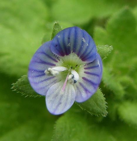 Flor de Veronica persica