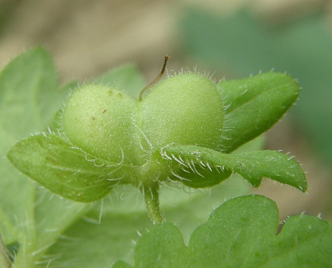 Fruto de Veronica persica