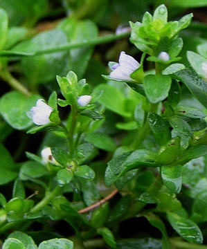 Veronica serpyllifolia