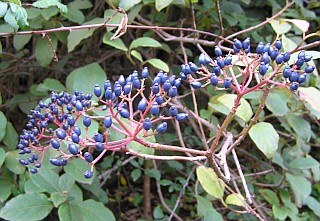 Detalle de los frutos de Viburnum rigidum