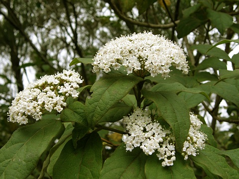 Viburnum rigidum