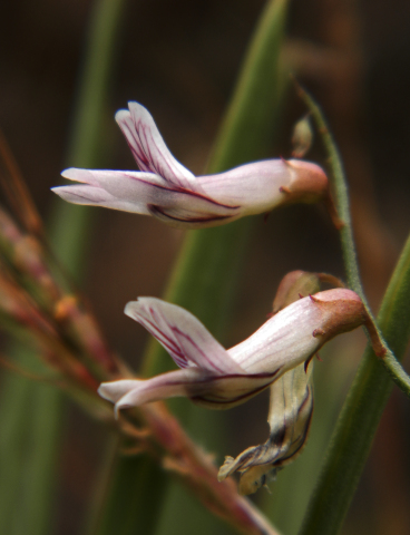 Vicia aphylla