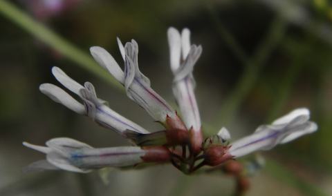 Vicia aphylla