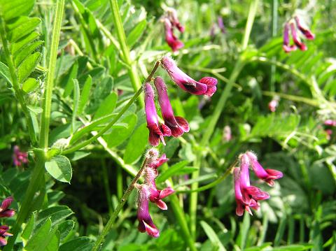 Vicia benghalensis