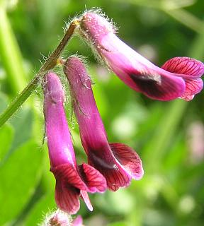 Flores de Vicia benghalensis