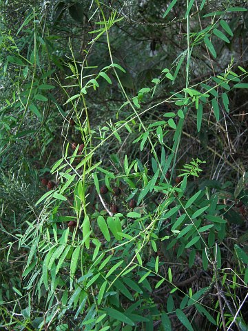 Vicia cirrhosa