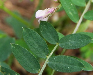 Vicia disperma