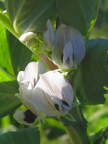 Flores de Vicia faba