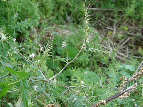 Vicia hirsuta