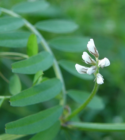 Vicia hirsuta