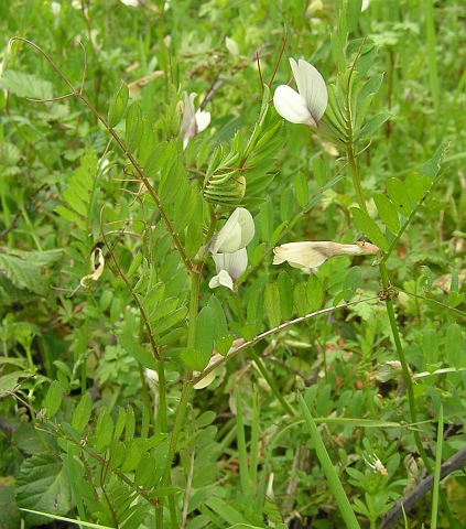 Vicia lutea