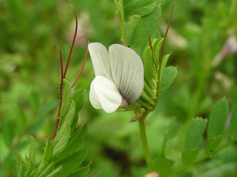 Vicia lutea