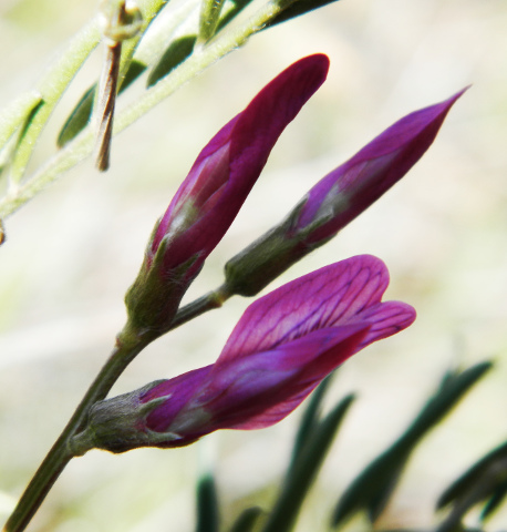 Vicia monantha