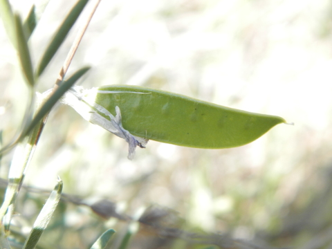 Vicia monantha