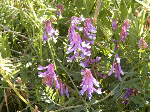 Vicia villosa ssp.varia