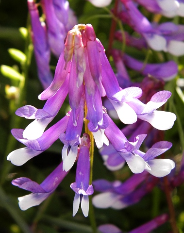 Flores de Vicia villosa ssp.varia