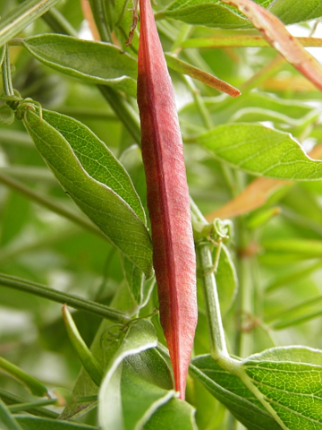 Fruto de Vicia voggenreiteriana