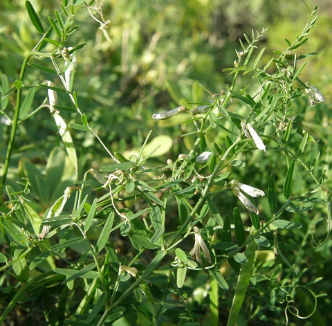 Vicia vulcanorum