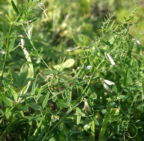 Vicia vulcanorum