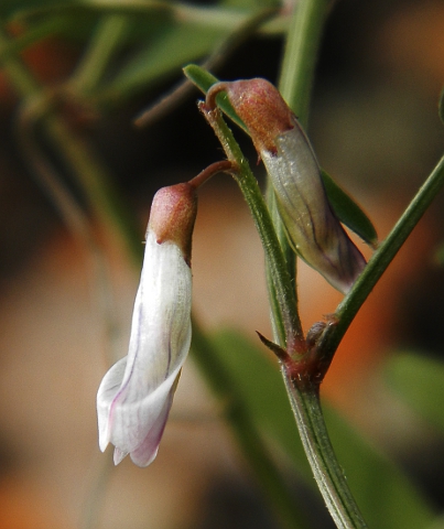 Vicia vulcanorum