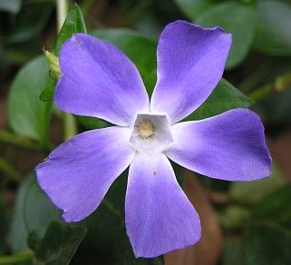 Vinca
          major