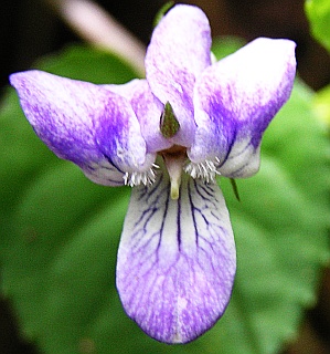 Viola anagae