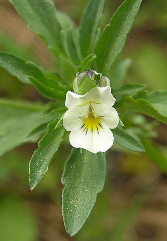 Viola arvensis