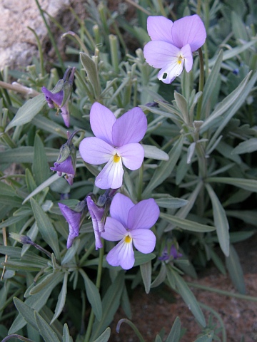 Viola cheiranthifolia