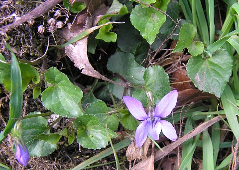 Viola riviniana